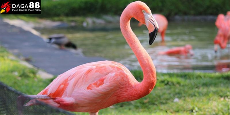 Giống chim đắt nhất Flamingo