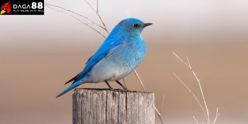 Mountain Bluebird - Top loài chim đắt nhất thế giới