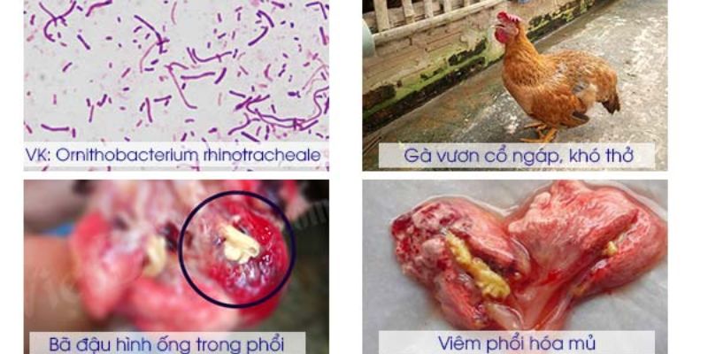 Triệu chứng bên trong bệnh ORT trên gà
