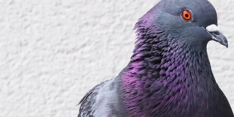 Khám phá loài chim đưa thư cực thú vị bồ câu Homing