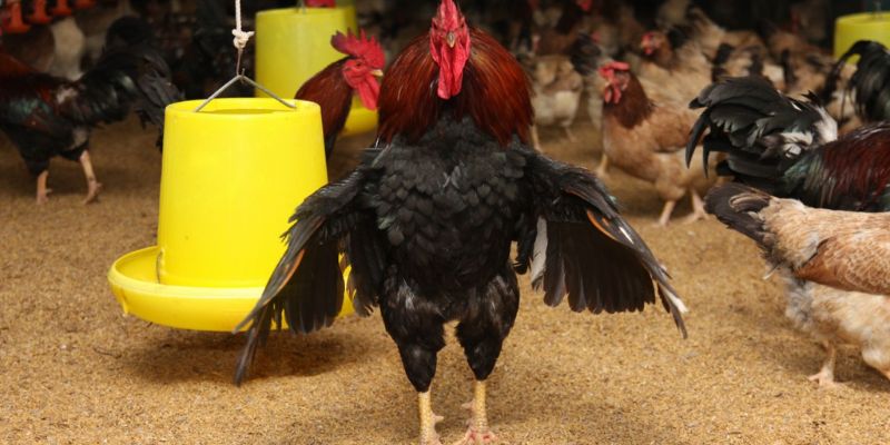 Khi nuôi gà giống Lạc Thủy nên lưu ý đến chế độ dinh dưỡng và phòng bệnh