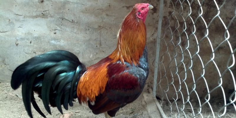 Hướng dẫn nuôi gà mùa nóng cho giống Peru