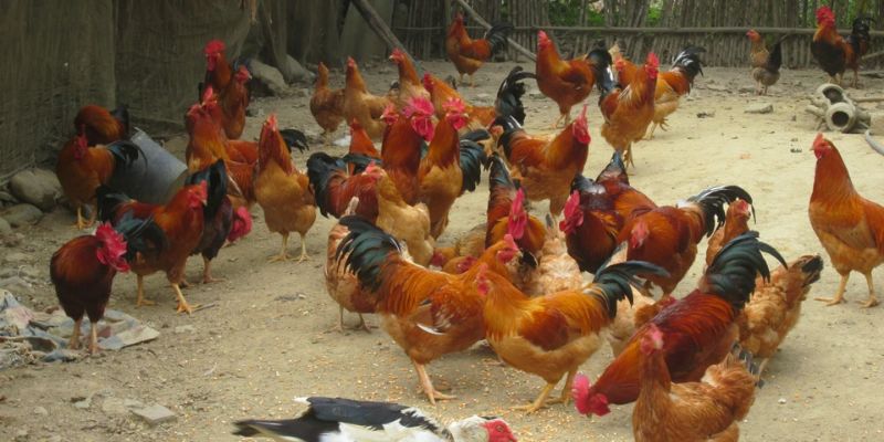 Thông tin về việc nuôi gà thời tiết nóng