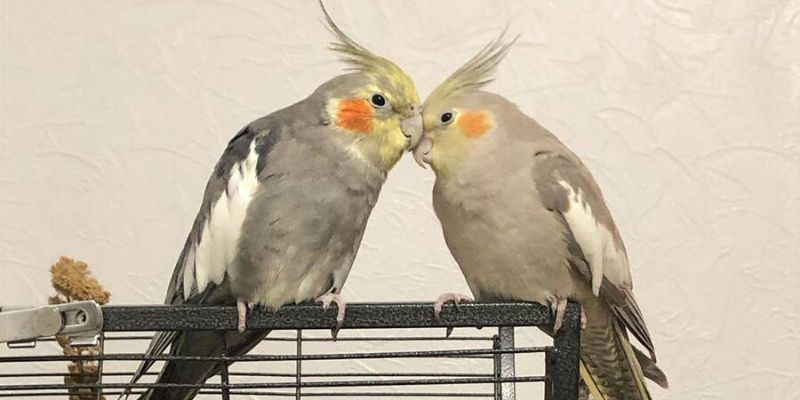 Hướng dẫn cách chăm sóc và chế độ ăn của chim Cockatiel
