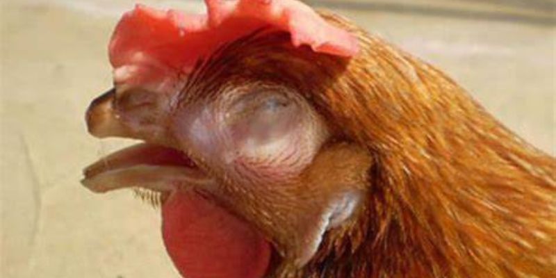 Bạn cần sớm phát hiện và điều trị chứng mù mắt ở gà