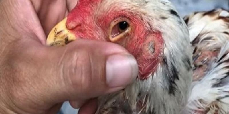 Nhiều lý do dẫn đến việc gà bị mù mắt