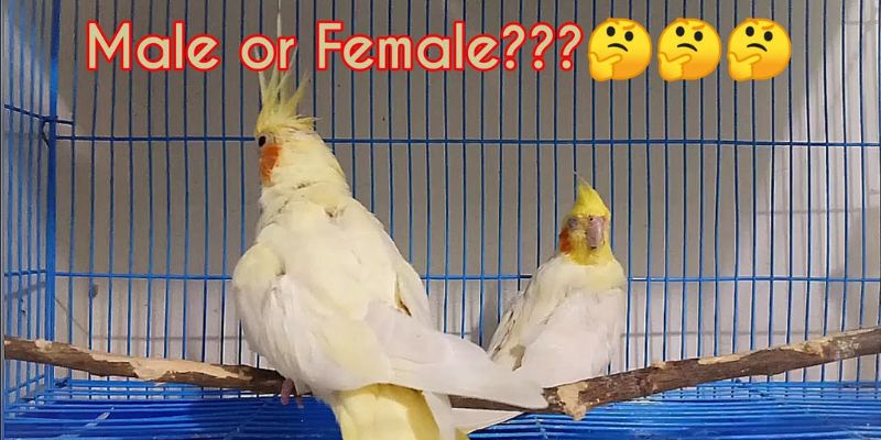 Một vài câu hỏi thường gặp về vẹt Cockatiel
