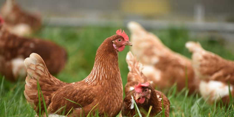 Gà Isa Brown là giống gà mái siêu trứng được lai tạo và có nguồn gốc tại Hà Lan. Theo dõi bài viết ngay dưới đây để biết thêm nhiều thông tin hữu ích nhé!