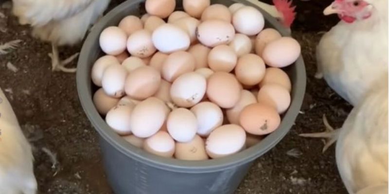 Tổng hợp loại thức ăn gia tăng sản lượng trứng cho gà 