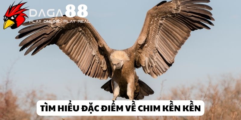 chim-ken-ken-daga88 (1)